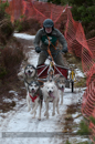 Racing Team in the Siberian Husky Club of GB Arden Grange Aviemore Sled Dog Rally 2012.