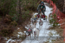 Racing Team in the Siberian Husky Club of GB Arden Grange Aviemore Sled Dog Rally 2012.