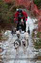 Racing Team in the Siberian Husky Club of GB Arden Grange Aviemore Sled Dog Rally 2012.