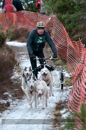 Racing Team in the Siberian Husky Club of GB Arden Grange Aviemore Sled Dog Rally 2012.