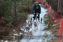 Racing Team in the Siberian Husky Club of GB Arden Grange Aviemore Sled Dog Rally 2012.
