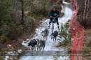 Racing Team in the Siberian Husky Club of GB Arden Grange Aviemore Sled Dog Rally 2012.