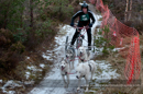 Racing Team in the Siberian Husky Club of GB Arden Grange Aviemore Sled Dog Rally 2012.