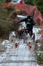 Racing Team in the Siberian Husky Club of GB Arden Grange Aviemore Sled Dog Rally 2012.