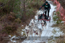 Racing Team in the Siberian Husky Club of GB Arden Grange Aviemore Sled Dog Rally 2012.