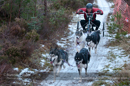 Racing Team in the Siberian Husky Club of GB Arden Grange Aviemore Sled Dog Rally 2012.
