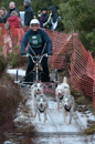 Racing Team in the Siberian Husky Club of GB Arden Grange Aviemore Sled Dog Rally 2012.
