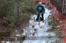 Racing Team in the Siberian Husky Club of GB Arden Grange Aviemore Sled Dog Rally 2012.