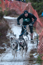 Racing Team in the Siberian Husky Club of GB Arden Grange Aviemore Sled Dog Rally 2012.