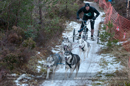 Racing Team in the Siberian Husky Club of GB Arden Grange Aviemore Sled Dog Rally 2012.