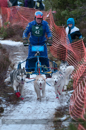 Racing Team in the Siberian Husky Club of GB Arden Grange Aviemore Sled Dog Rally 2012.