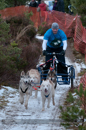 Racing Team in the Siberian Husky Club of GB Arden Grange Aviemore Sled Dog Rally 2012.