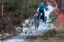 Racing Team in the Siberian Husky Club of GB Arden Grange Aviemore Sled Dog Rally 2012.