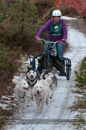 Racing Team in the Siberian Husky Club of GB Arden Grange Aviemore Sled Dog Rally 2012.