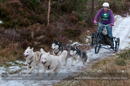 Racing Team in the Siberian Husky Club of GB Arden Grange Aviemore Sled Dog Rally 2012.