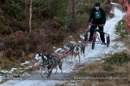 Racing Team in the Siberian Husky Club of GB Arden Grange Aviemore Sled Dog Rally 2012.