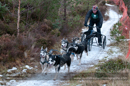Racing Team in the Siberian Husky Club of GB Arden Grange Aviemore Sled Dog Rally 2012.