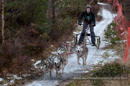 Racing Team in the Siberian Husky Club of GB Arden Grange Aviemore Sled Dog Rally 2012.