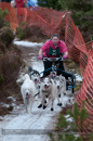 Racing Team in the Siberian Husky Club of GB Arden Grange Aviemore Sled Dog Rally 2012.