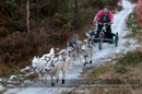 Racing Team in the Siberian Husky Club of GB Arden Grange Aviemore Sled Dog Rally 2012.
