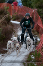Racing Team in the Siberian Husky Club of GB Arden Grange Aviemore Sled Dog Rally 2012.