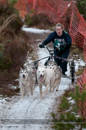 Racing Team in the Siberian Husky Club of GB Arden Grange Aviemore Sled Dog Rally 2012.