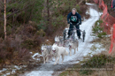 Racing Team in the Siberian Husky Club of GB Arden Grange Aviemore Sled Dog Rally 2012.