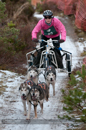 Racing Team in the Siberian Husky Club of GB Arden Grange Aviemore Sled Dog Rally 2012.