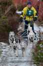 Racing Team in the Siberian Husky Club of GB Arden Grange Aviemore Sled Dog Rally 2012.