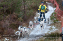 Racing Team in the Siberian Husky Club of GB Arden Grange Aviemore Sled Dog Rally 2012.