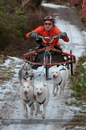 Racing Team in the Siberian Husky Club of GB Arden Grange Aviemore Sled Dog Rally 2012.