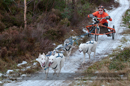 Racing Team in the Siberian Husky Club of GB Arden Grange Aviemore Sled Dog Rally 2012.