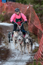Racing Team in the Siberian Husky Club of GB Arden Grange Aviemore Sled Dog Rally 2012.