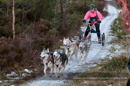 Racing Team in the Siberian Husky Club of GB Arden Grange Aviemore Sled Dog Rally 2012.