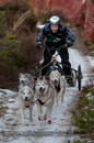 Racing Team in the Siberian Husky Club of GB Arden Grange Aviemore Sled Dog Rally 2012.