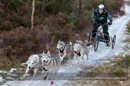 Racing Team in the Siberian Husky Club of GB Arden Grange Aviemore Sled Dog Rally 2012.