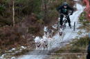 Racing Team in the Siberian Husky Club of GB Arden Grange Aviemore Sled Dog Rally 2012.