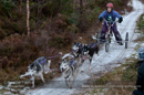 Racing Team in the Siberian Husky Club of GB Arden Grange Aviemore Sled Dog Rally 2012.