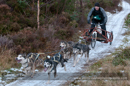 Racing Team in the Siberian Husky Club of GB Arden Grange Aviemore Sled Dog Rally 2012.