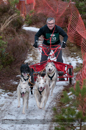 Racing Team in the Siberian Husky Club of GB Arden Grange Aviemore Sled Dog Rally 2012.