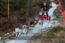Racing Team in the Siberian Husky Club of GB Arden Grange Aviemore Sled Dog Rally 2012.