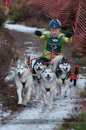 Racing Team in the Siberian Husky Club of GB Arden Grange Aviemore Sled Dog Rally 2012.
