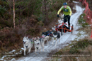 Racing Team in the Siberian Husky Club of GB Arden Grange Aviemore Sled Dog Rally 2012.