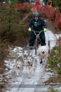 Racing Team in the Siberian Husky Club of GB Arden Grange Aviemore Sled Dog Rally 2012.