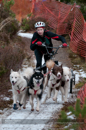 Racing Team in the Siberian Husky Club of GB Arden Grange Aviemore Sled Dog Rally 2012.