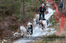 Racing Team in the Siberian Husky Club of GB Arden Grange Aviemore Sled Dog Rally 2012.