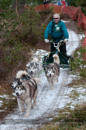 Racing Team in the Siberian Husky Club of GB Arden Grange Aviemore Sled Dog Rally 2012.