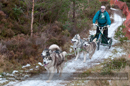 Racing Team in the Siberian Husky Club of GB Arden Grange Aviemore Sled Dog Rally 2012.