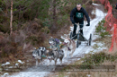 Racing Team in the Siberian Husky Club of GB Arden Grange Aviemore Sled Dog Rally 2012.