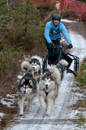 Racing Team in the Siberian Husky Club of GB Arden Grange Aviemore Sled Dog Rally 2012.
